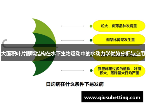 大面积叶片脚蹼结构在水下生物运动中的水动力学优势分析与应用